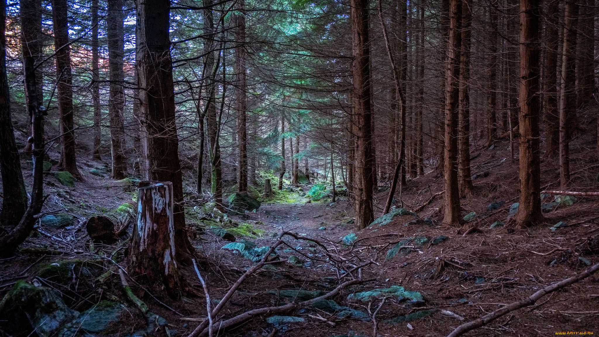 природа, лес, простор