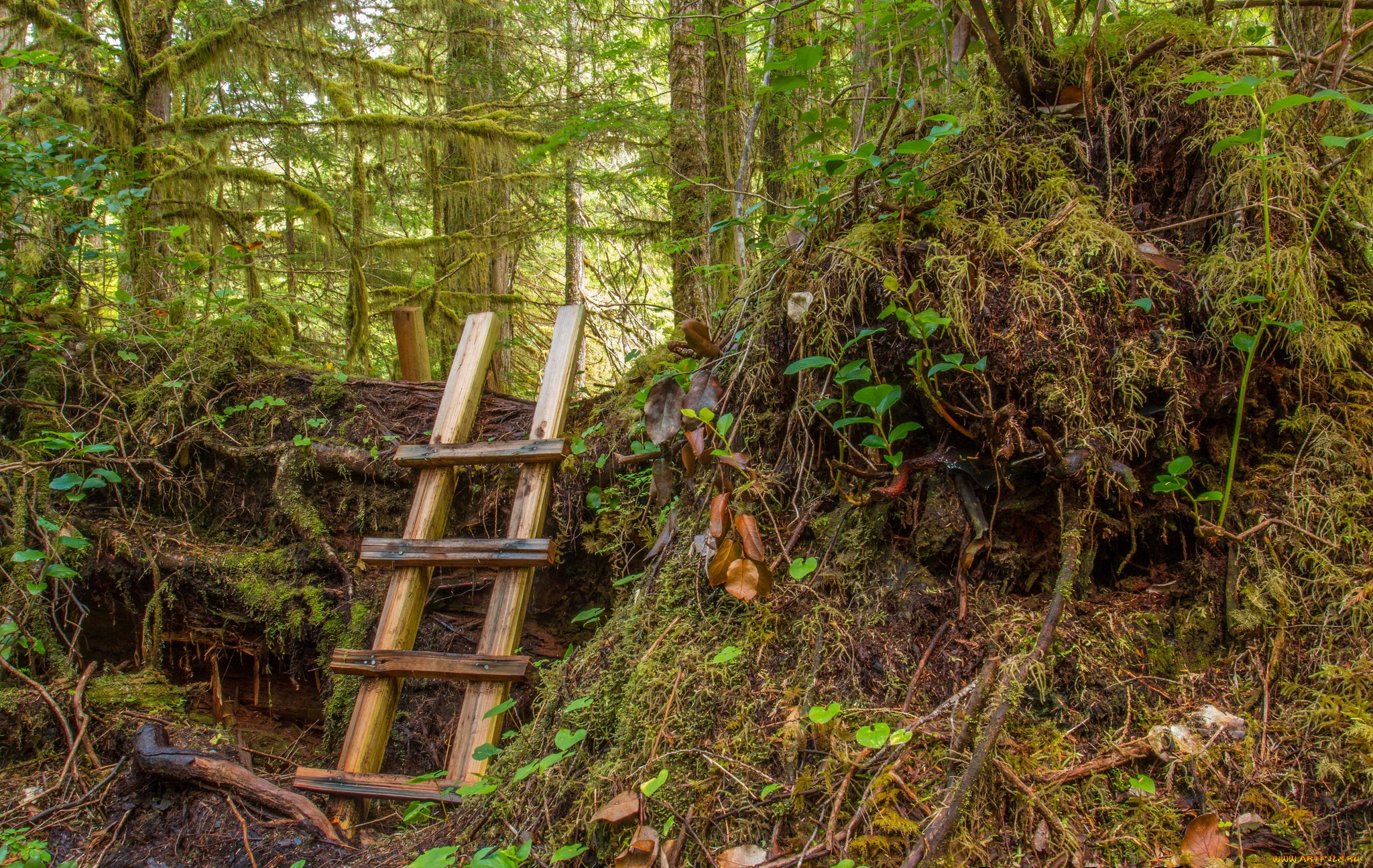 природа, лес, простор