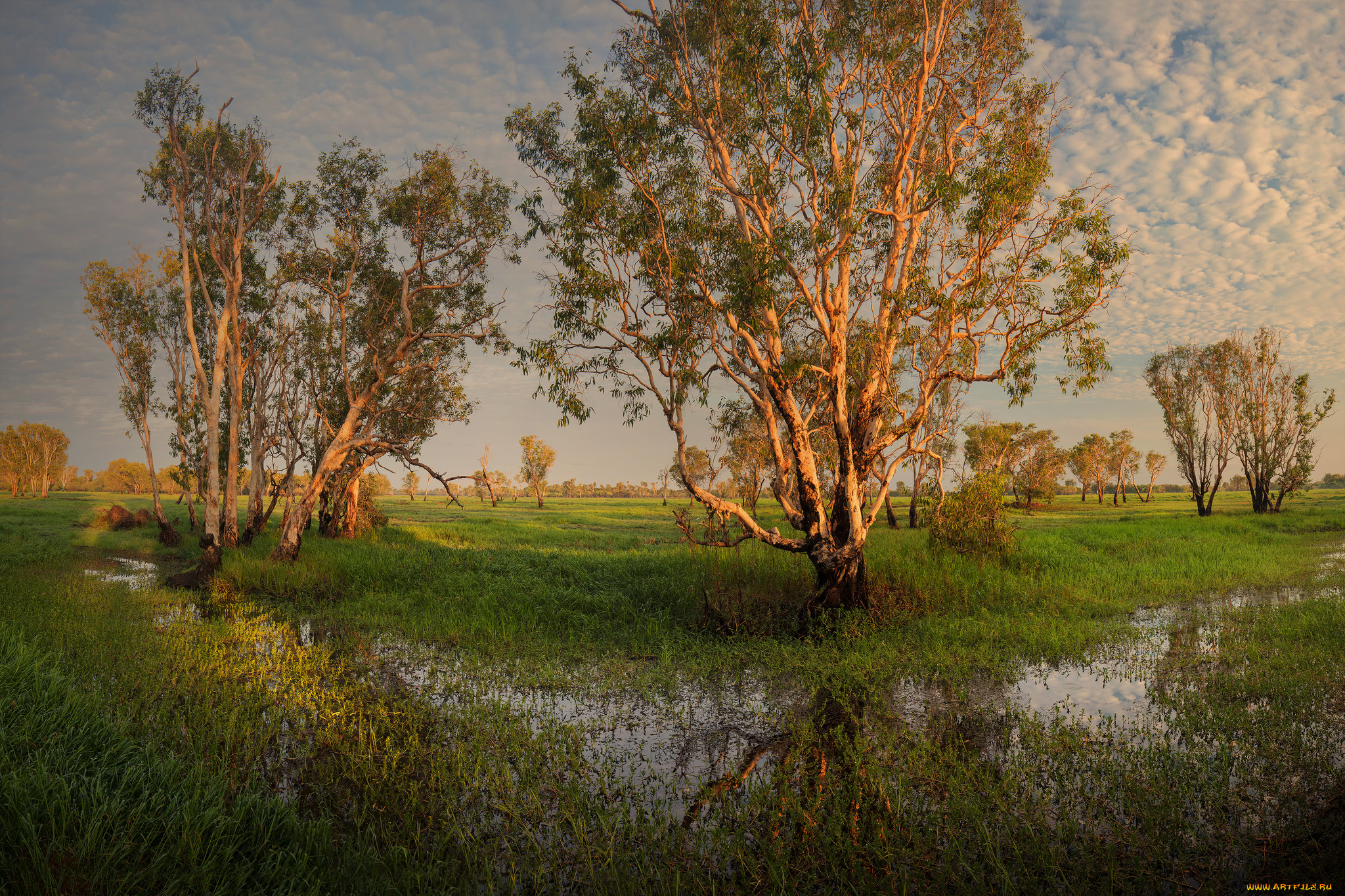 природа, деревья, простор