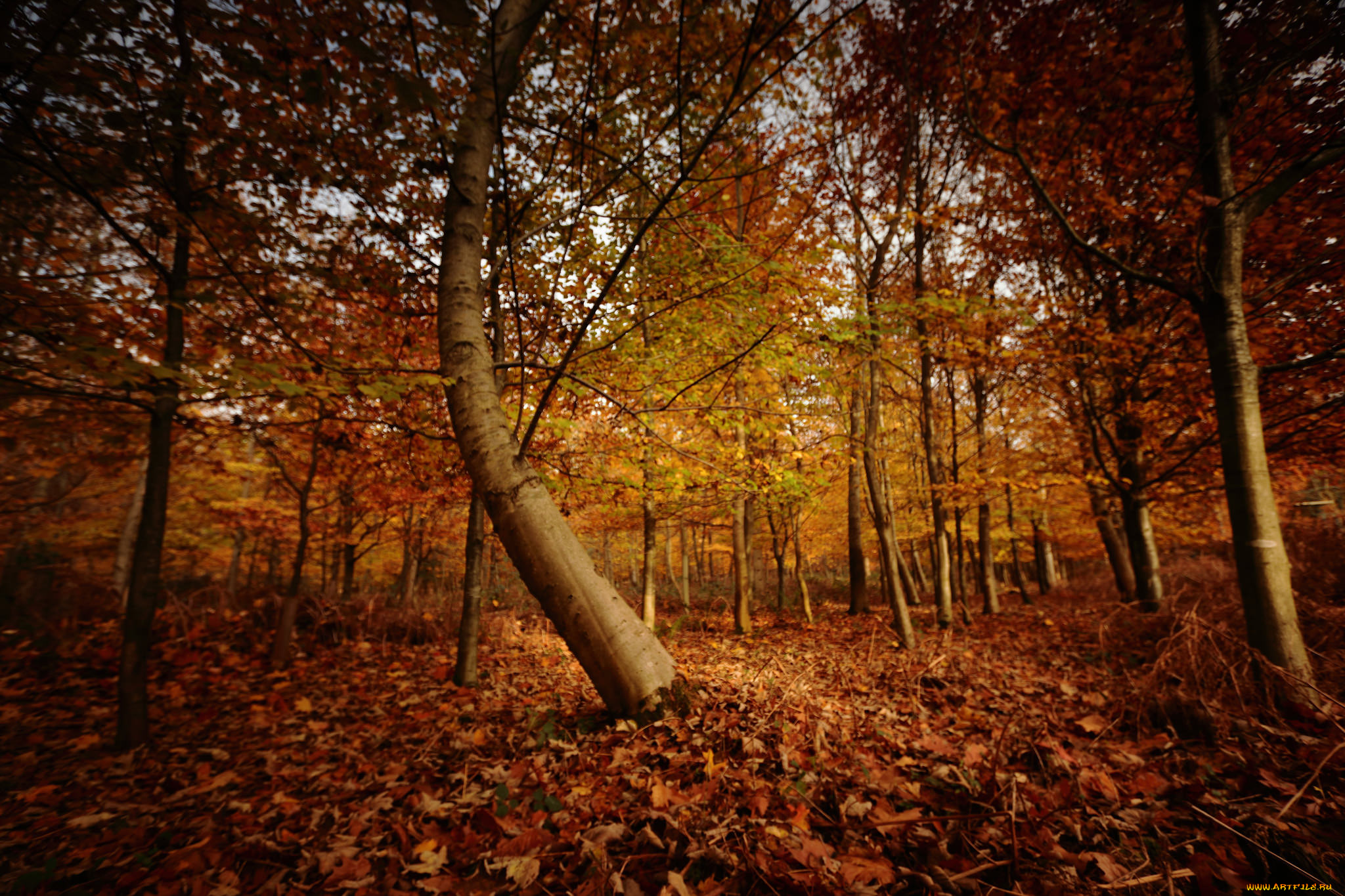 природа, лес, простор