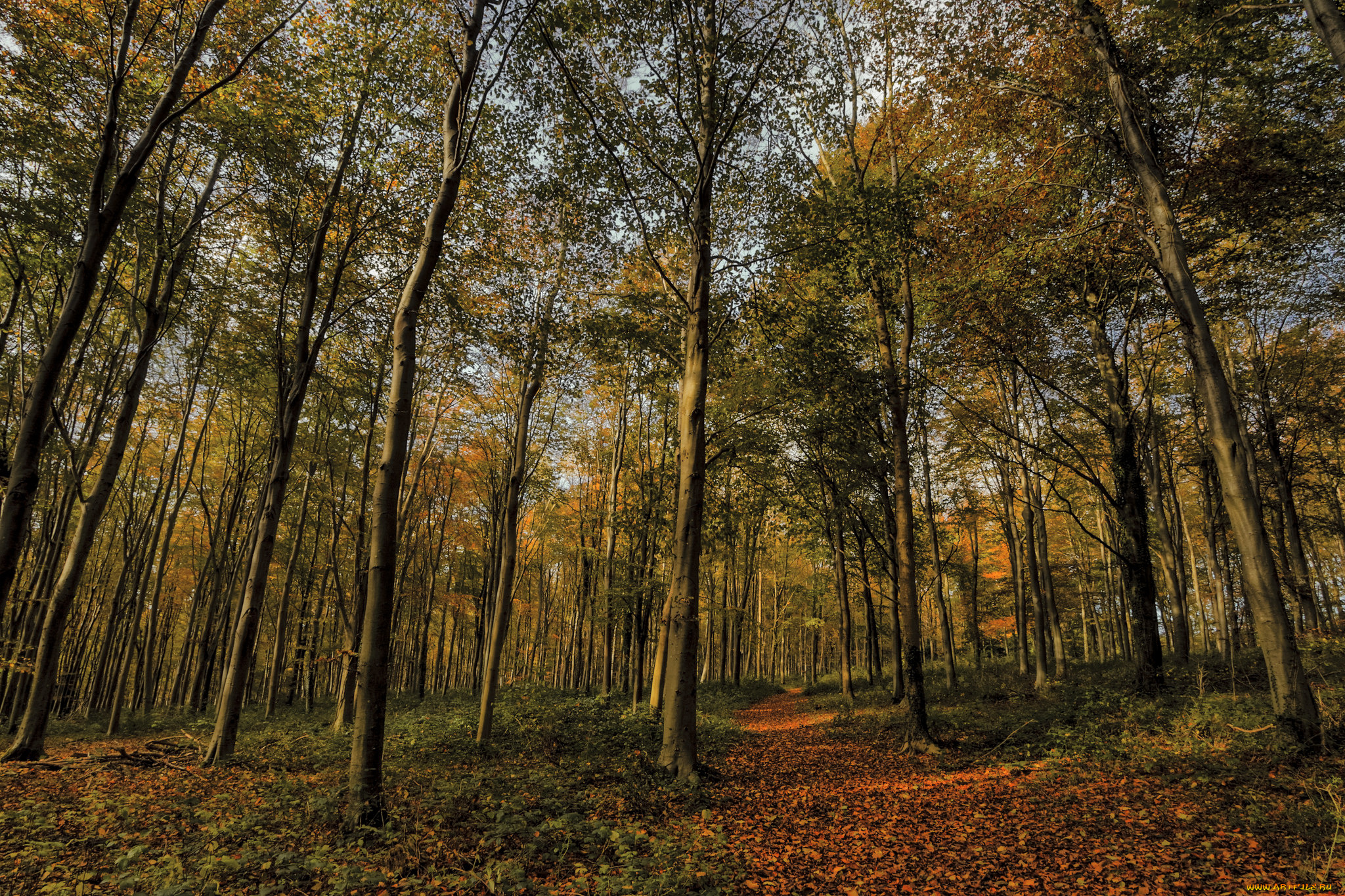 природа, лес, простор