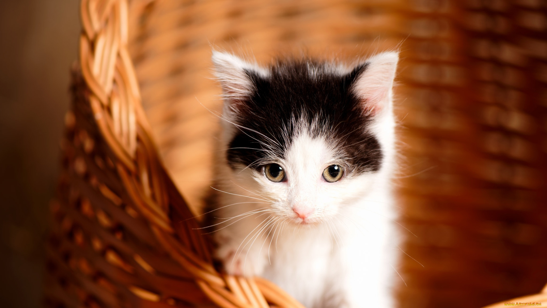 пушистик, животные, коты, котёнок, комочек, шерсти, няшное, существо, да, и, лучший, друг, человека, мур, мяу