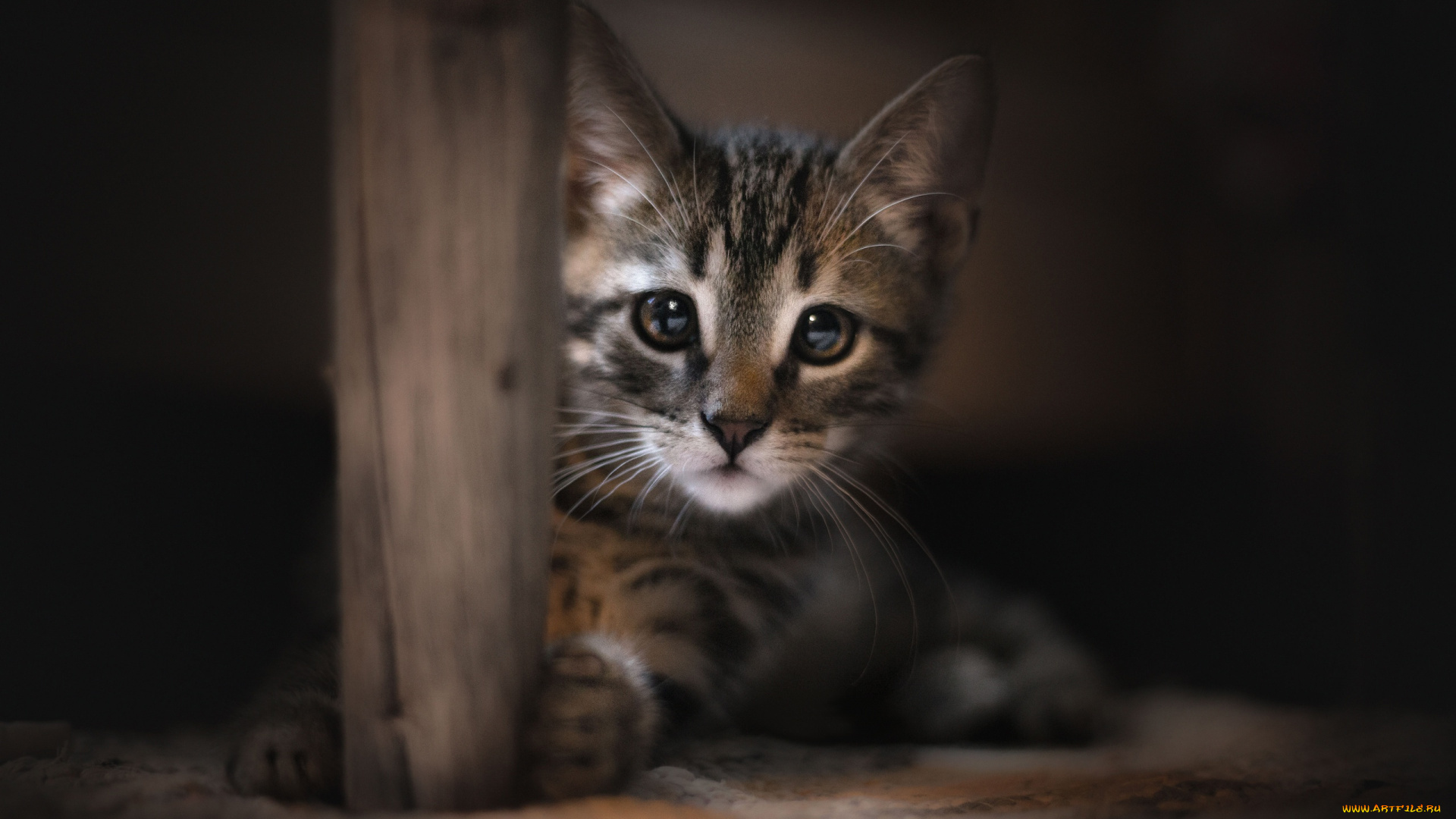 пушистик, животные, коты, котёнок, комочек, шерсти, няшное, существо, да, и, лучший, друг, человека, мур, мяу