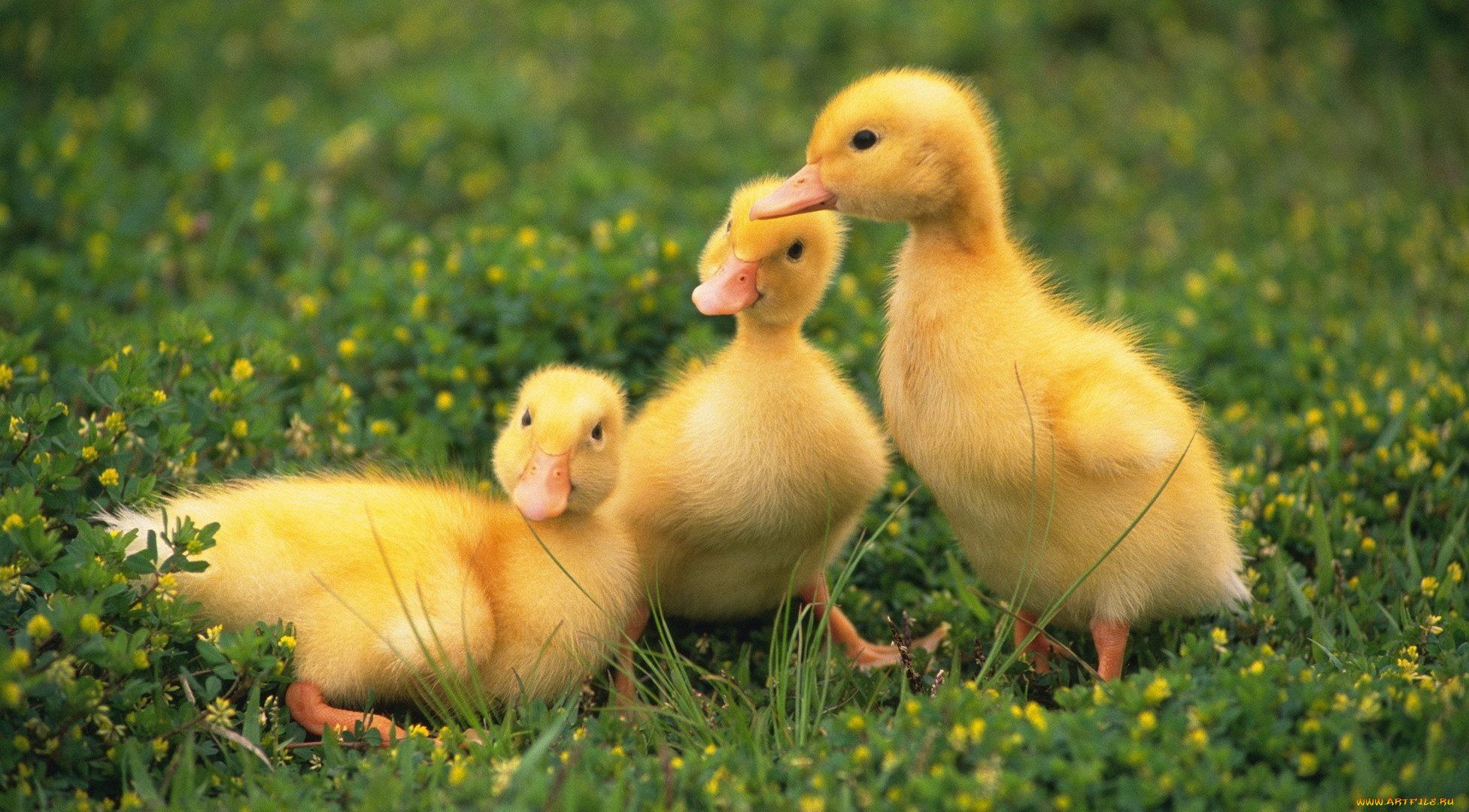 животные, утки, утята, трава, цветы
