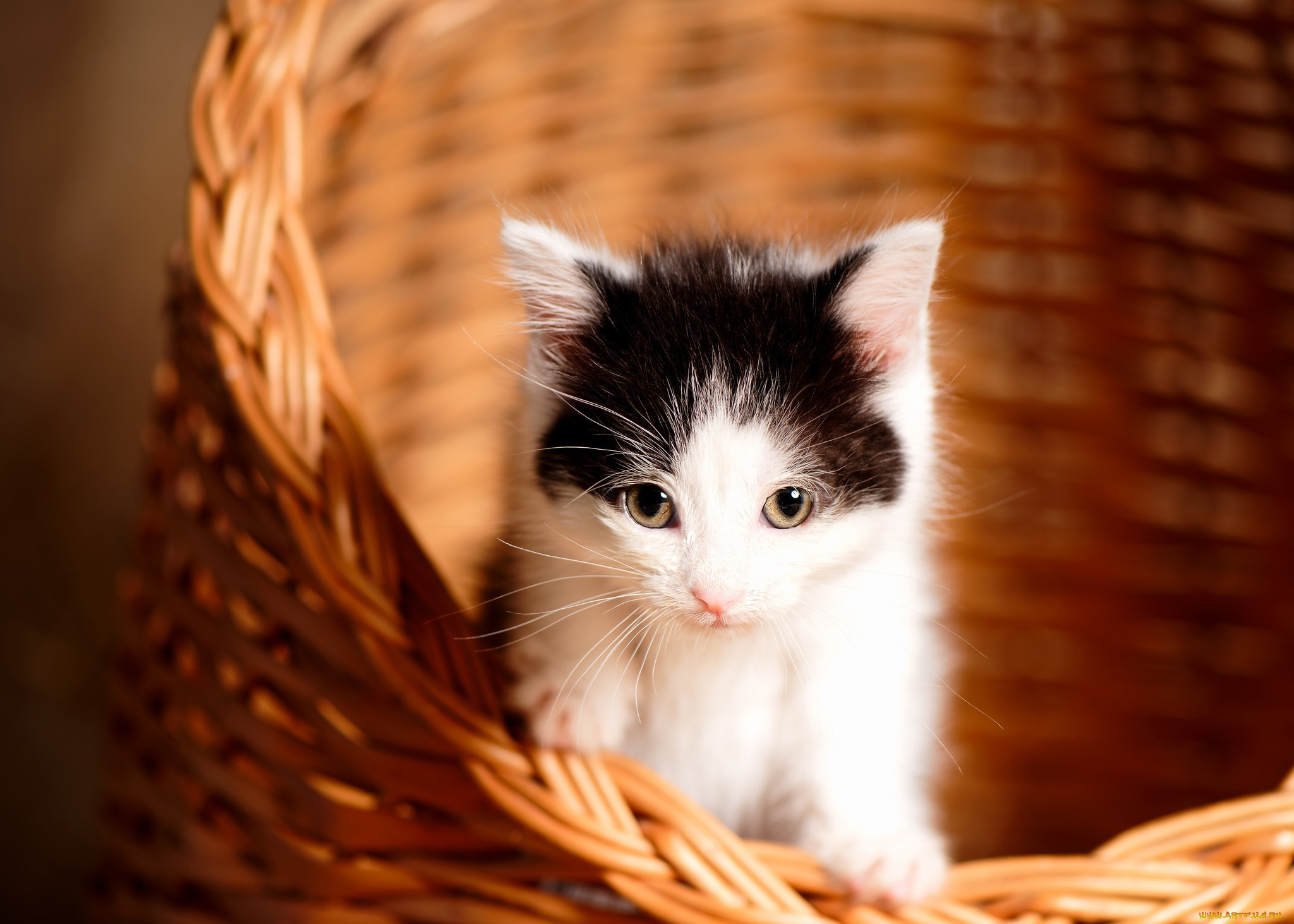 пушистик, животные, коты, котёнок, комочек, шерсти, няшное, существо, да, и, лучший, друг, человека, мур, мяу