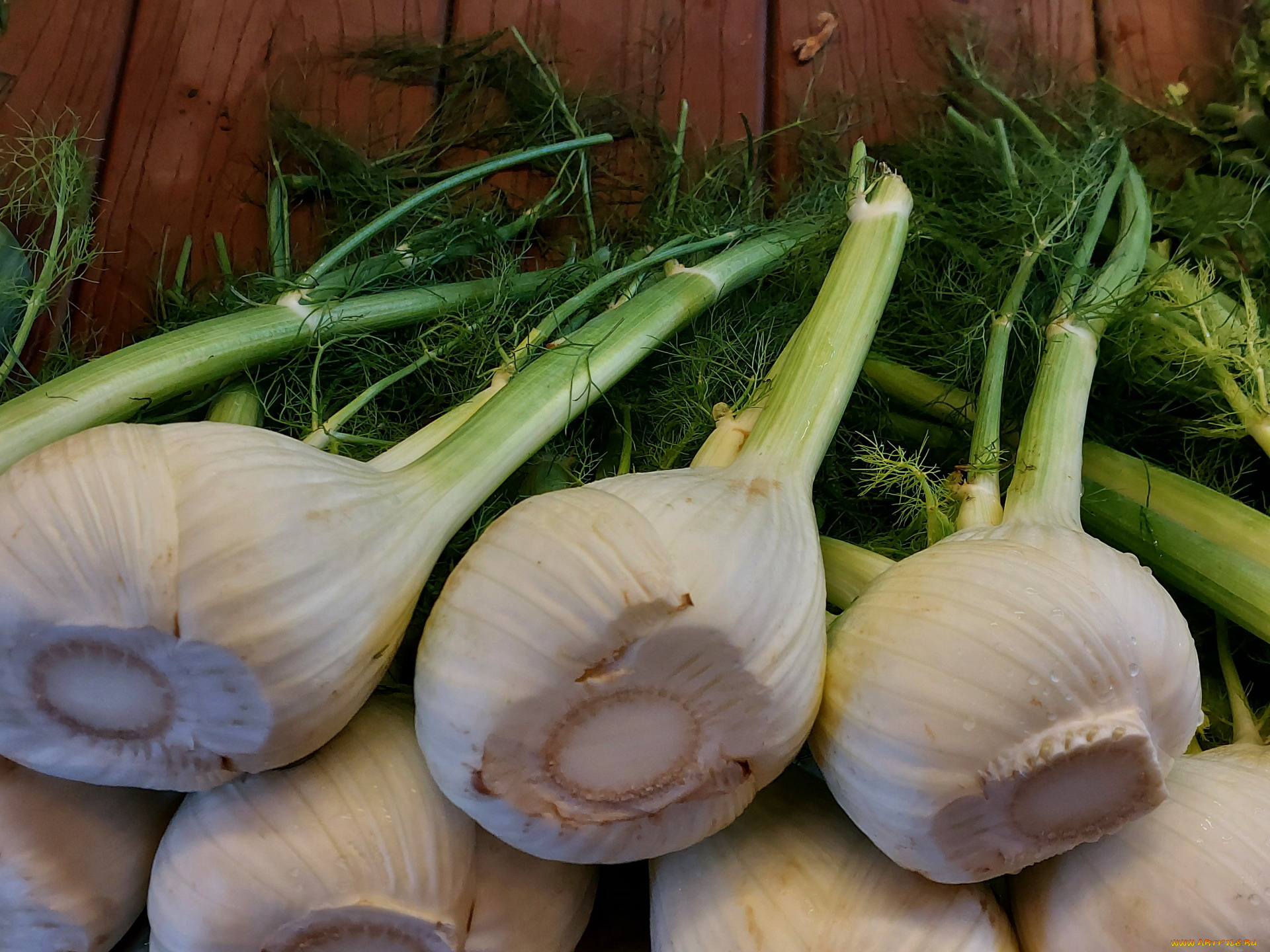 еда, овощи, фенхель