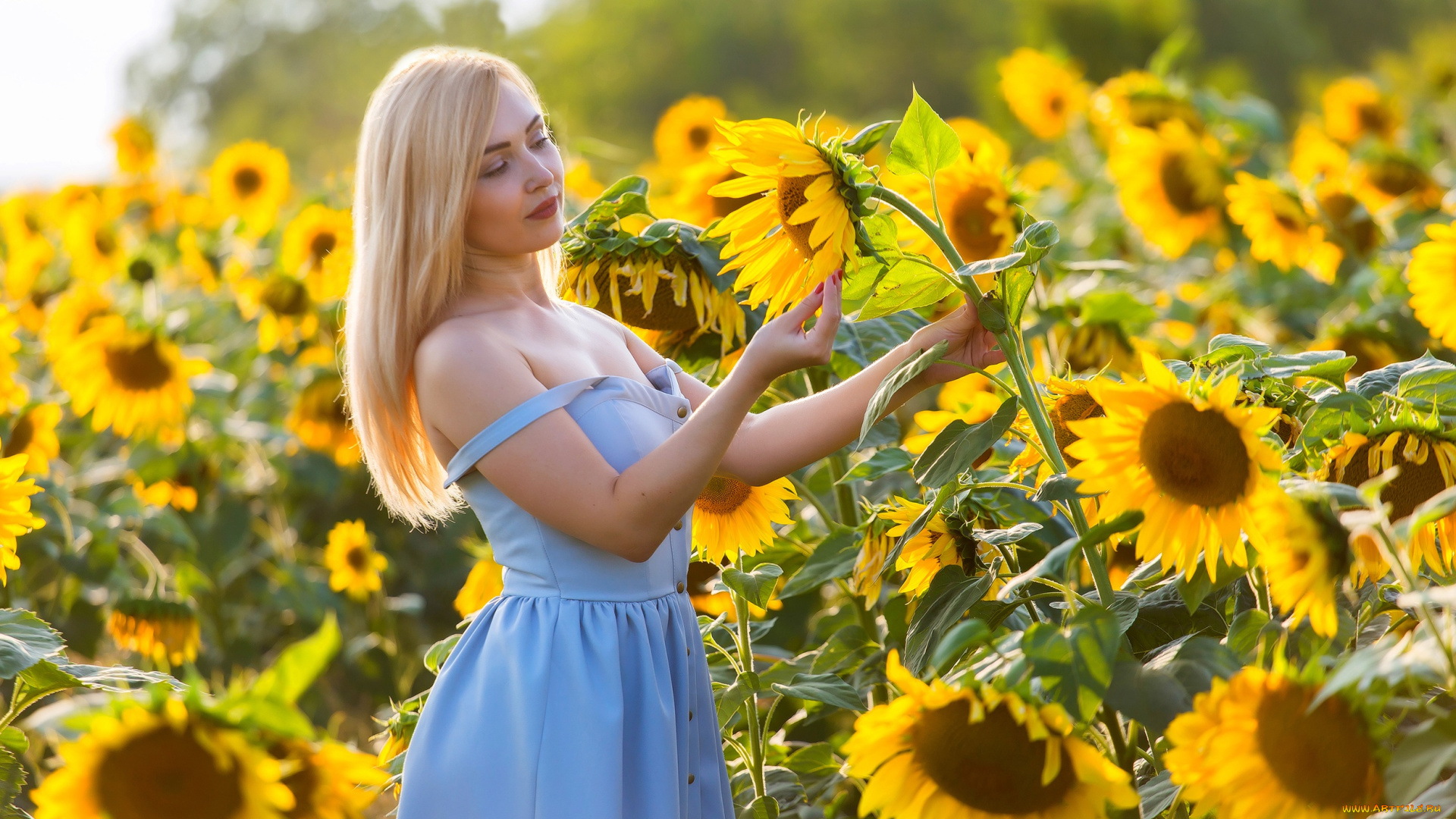 девушки, -, блондинки, , светловолосые, девушка