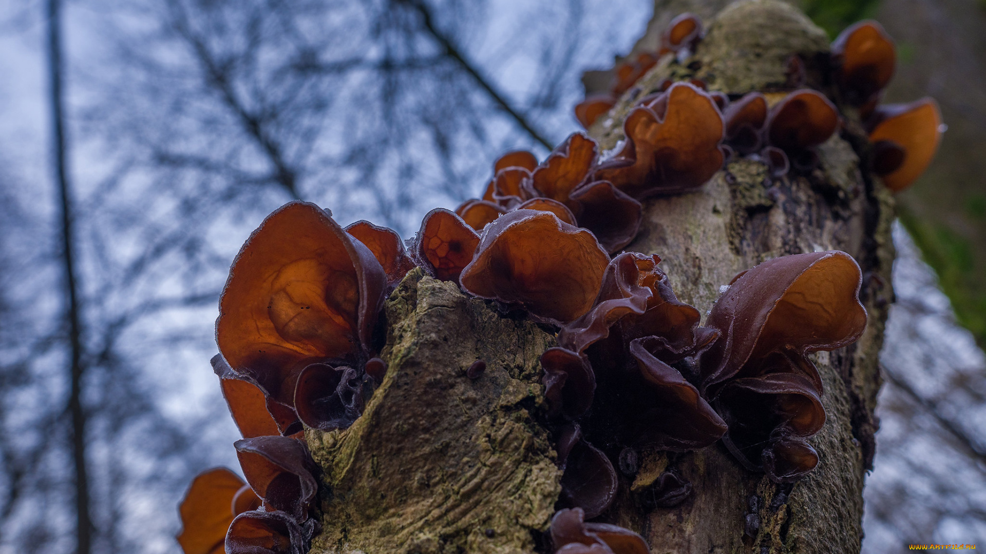 природа, грибы