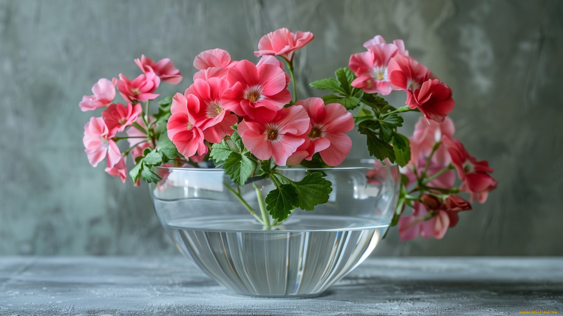 3д, графика, цветы, , flowers, пеларгония