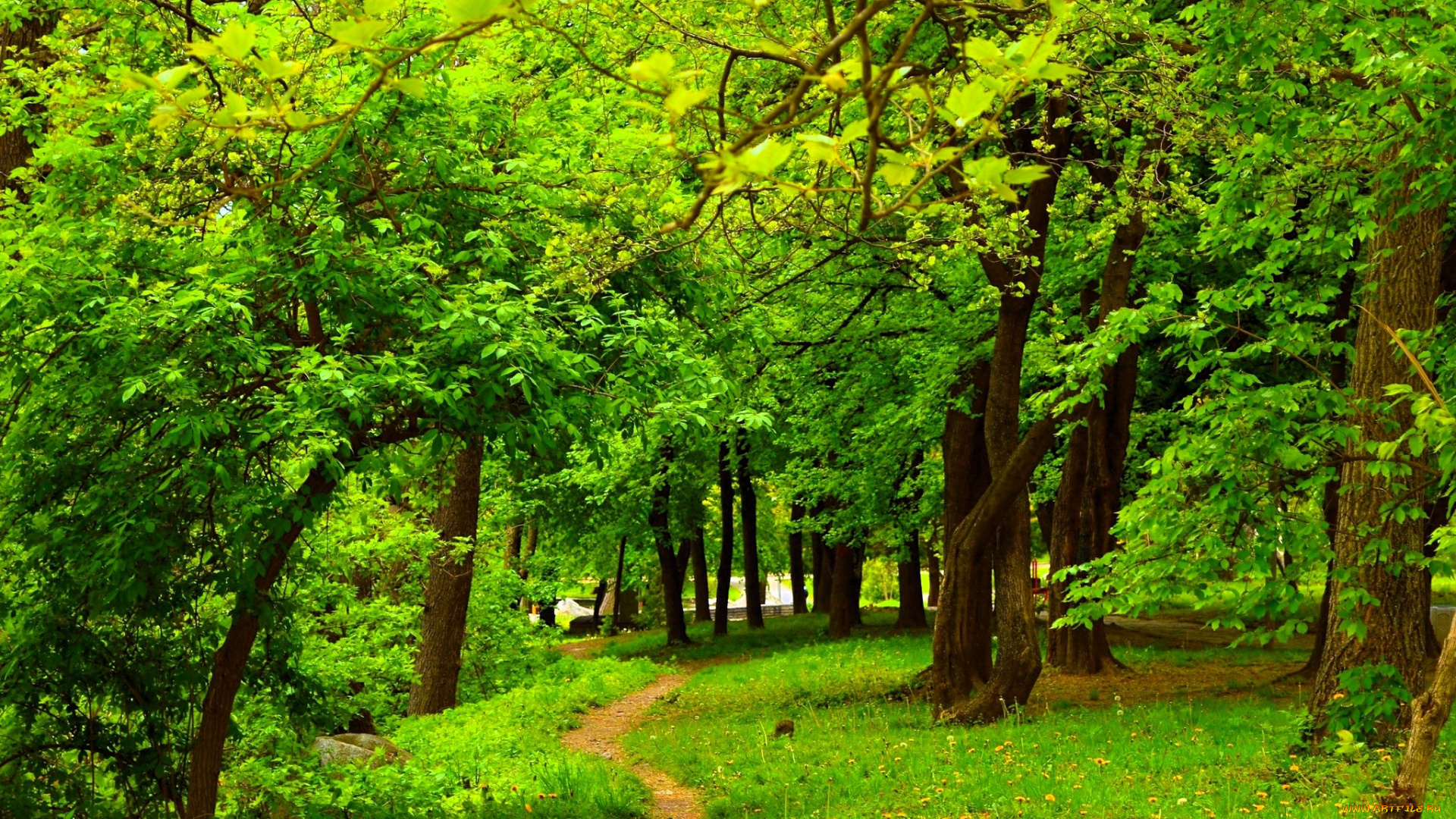 природа, парк, деревья, поляна, тропинка