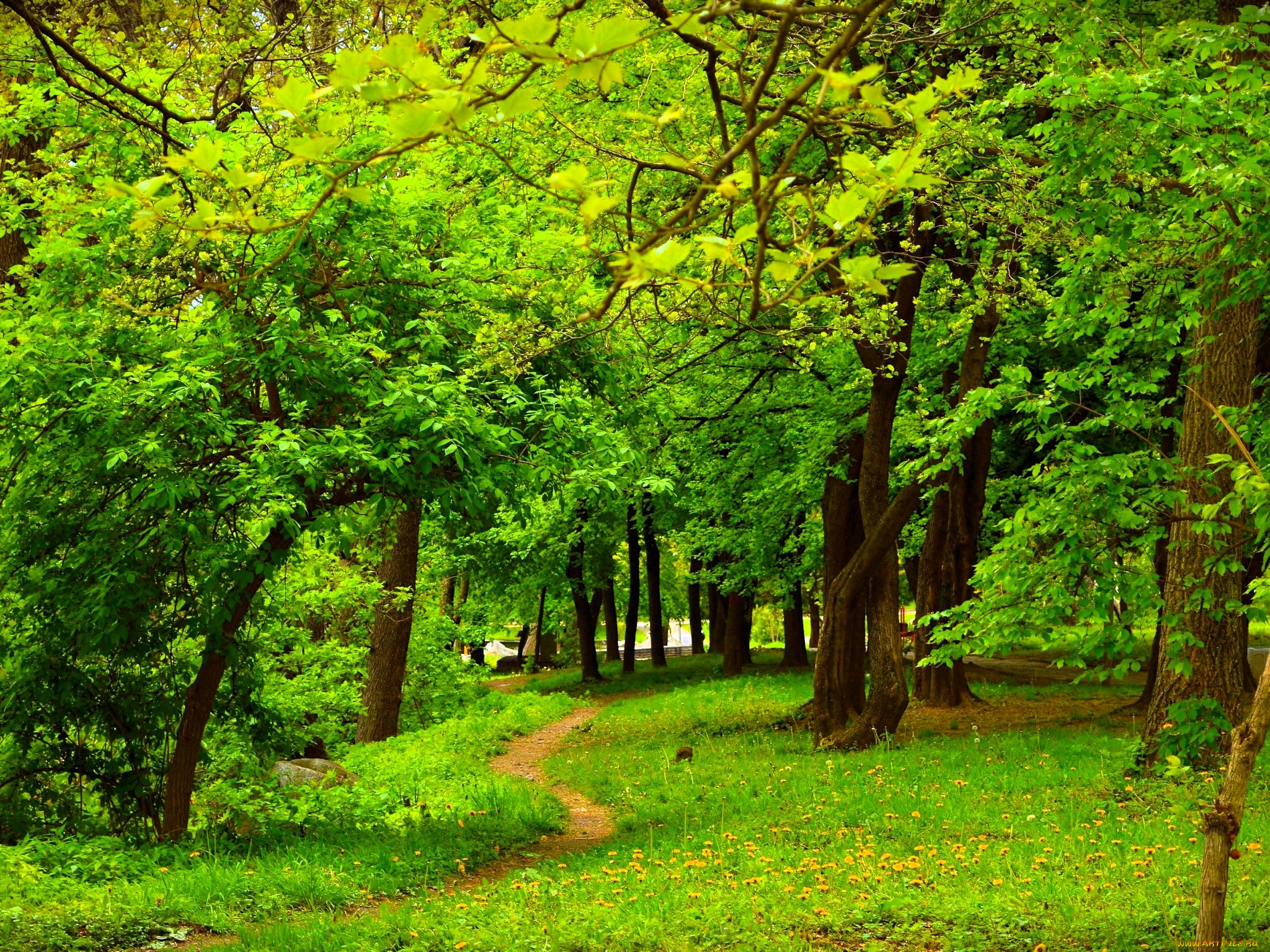 природа, парк, деревья, поляна, тропинка