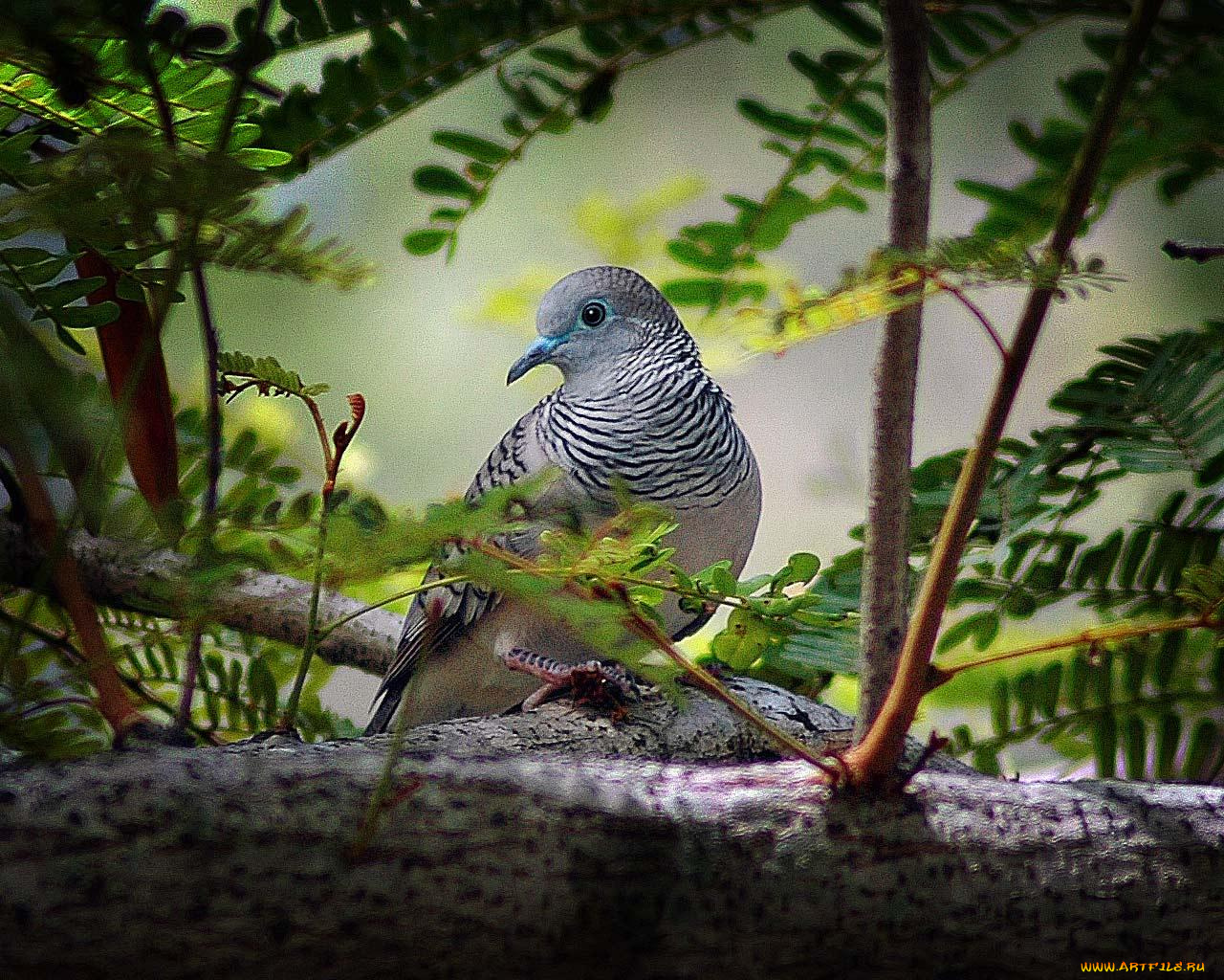 животные, голуби
