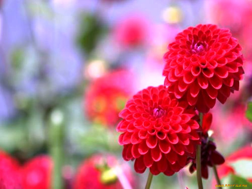 цветы, георгины