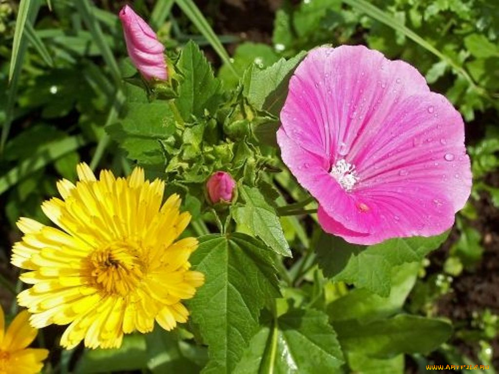 цветы, разные, вместе