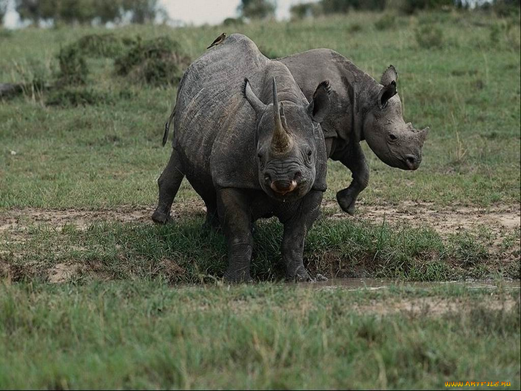 носорог, животные, носороги