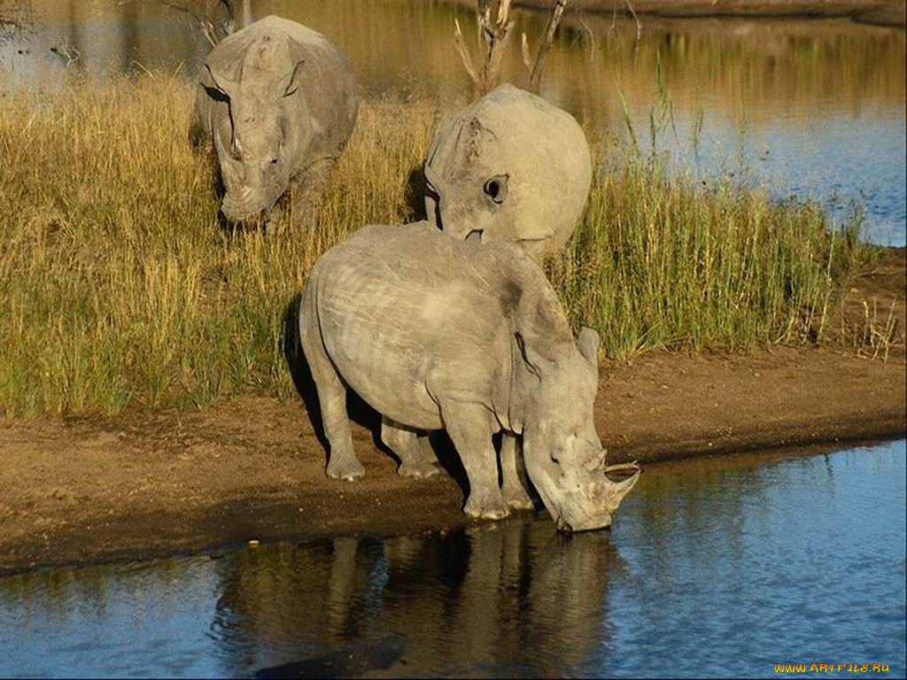 носорог, животные, носороги