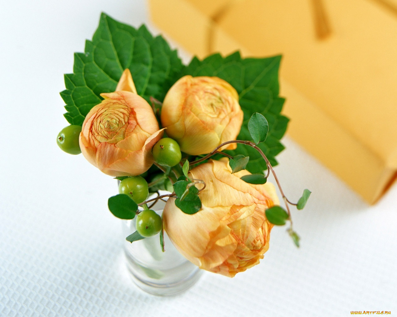 цветы, ранункулюс, азиатский, лютик