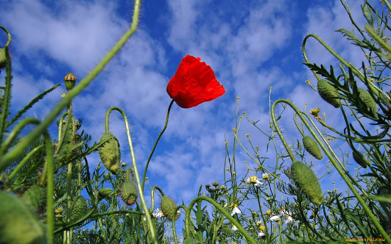 цветы, маки