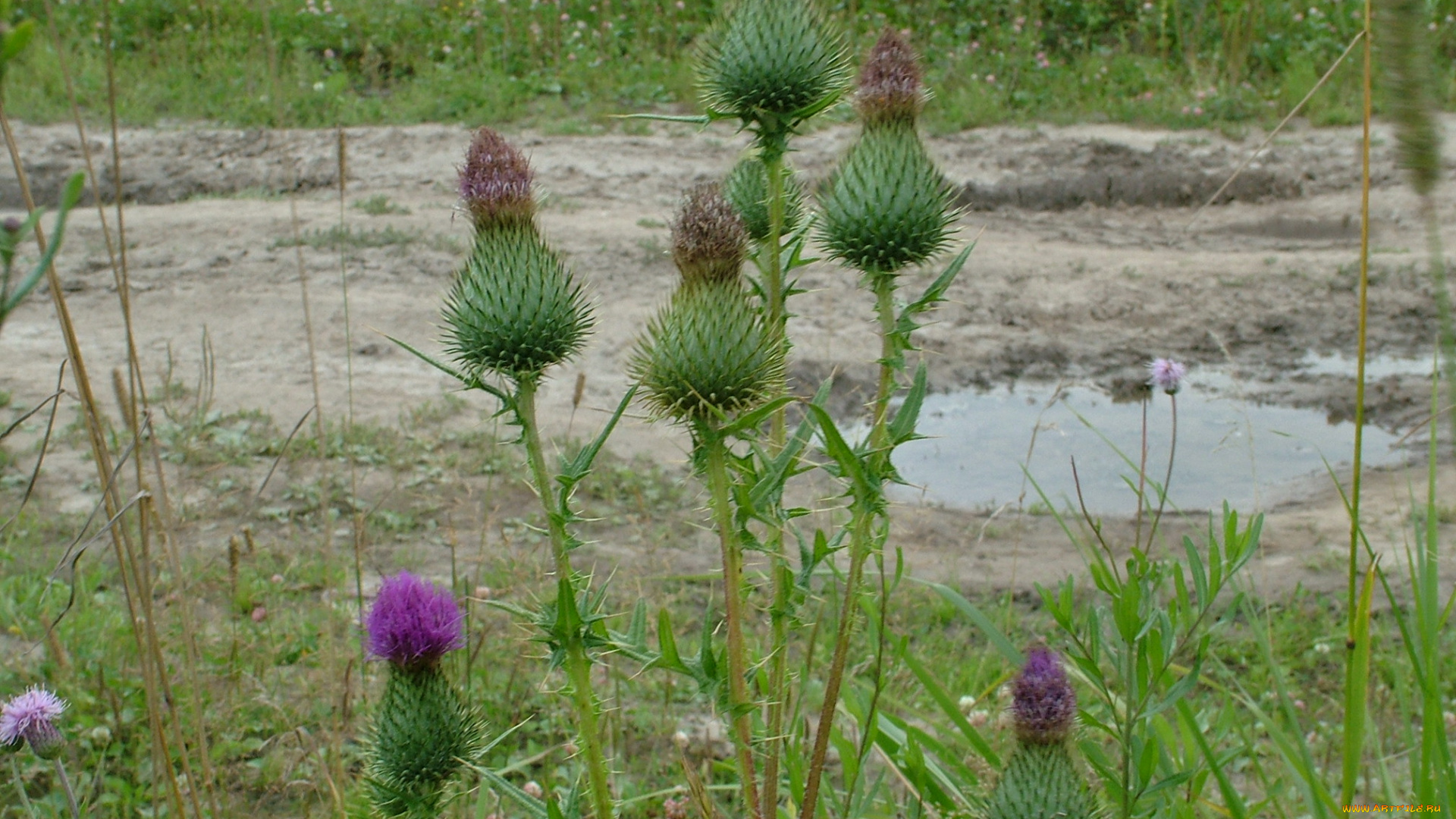 цветы, Чертополох, репейник