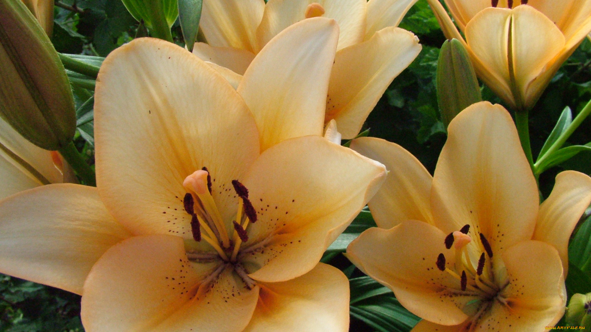 цветы, лилии, лилейники