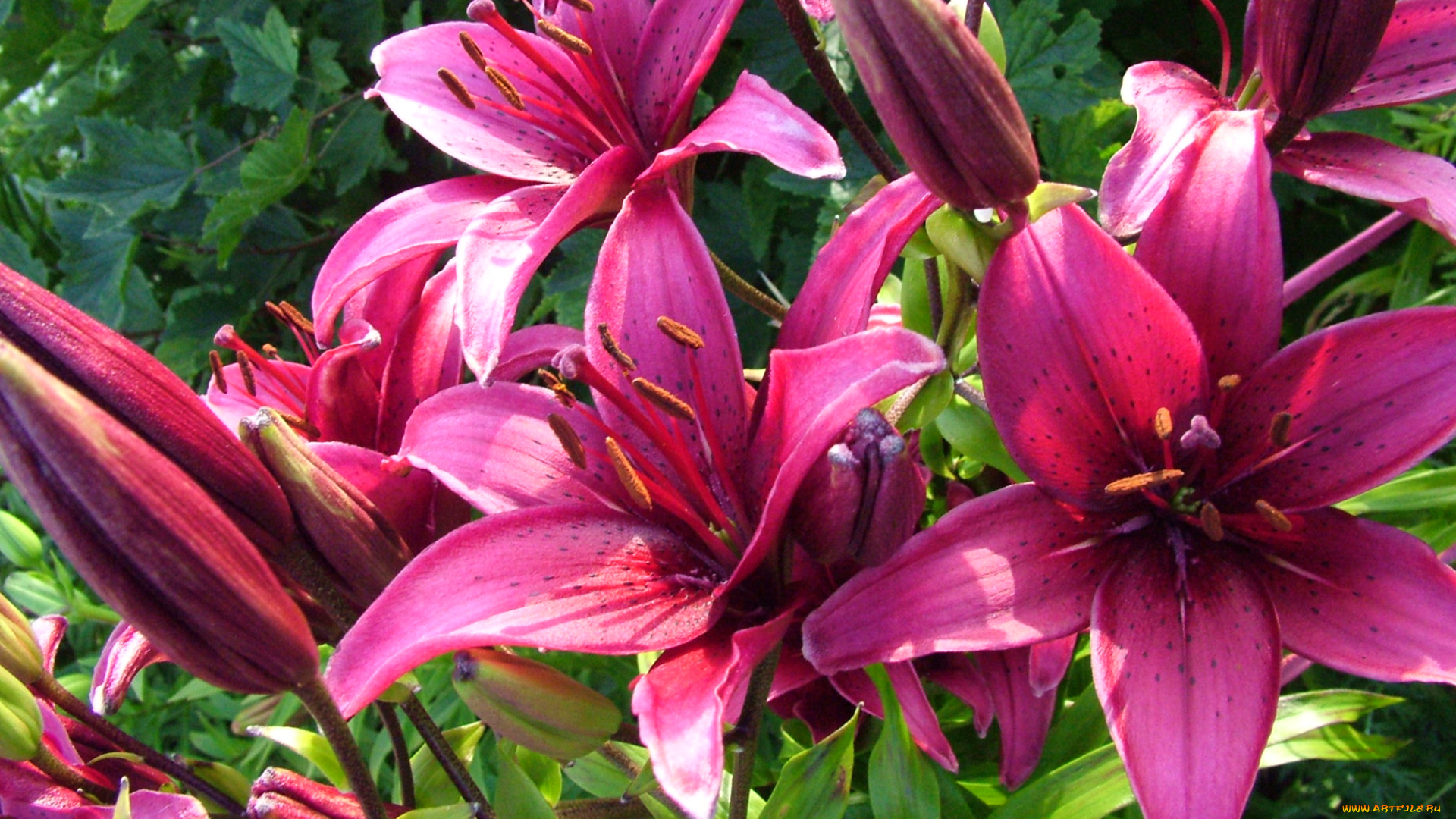 цветы, лилии, лилейники