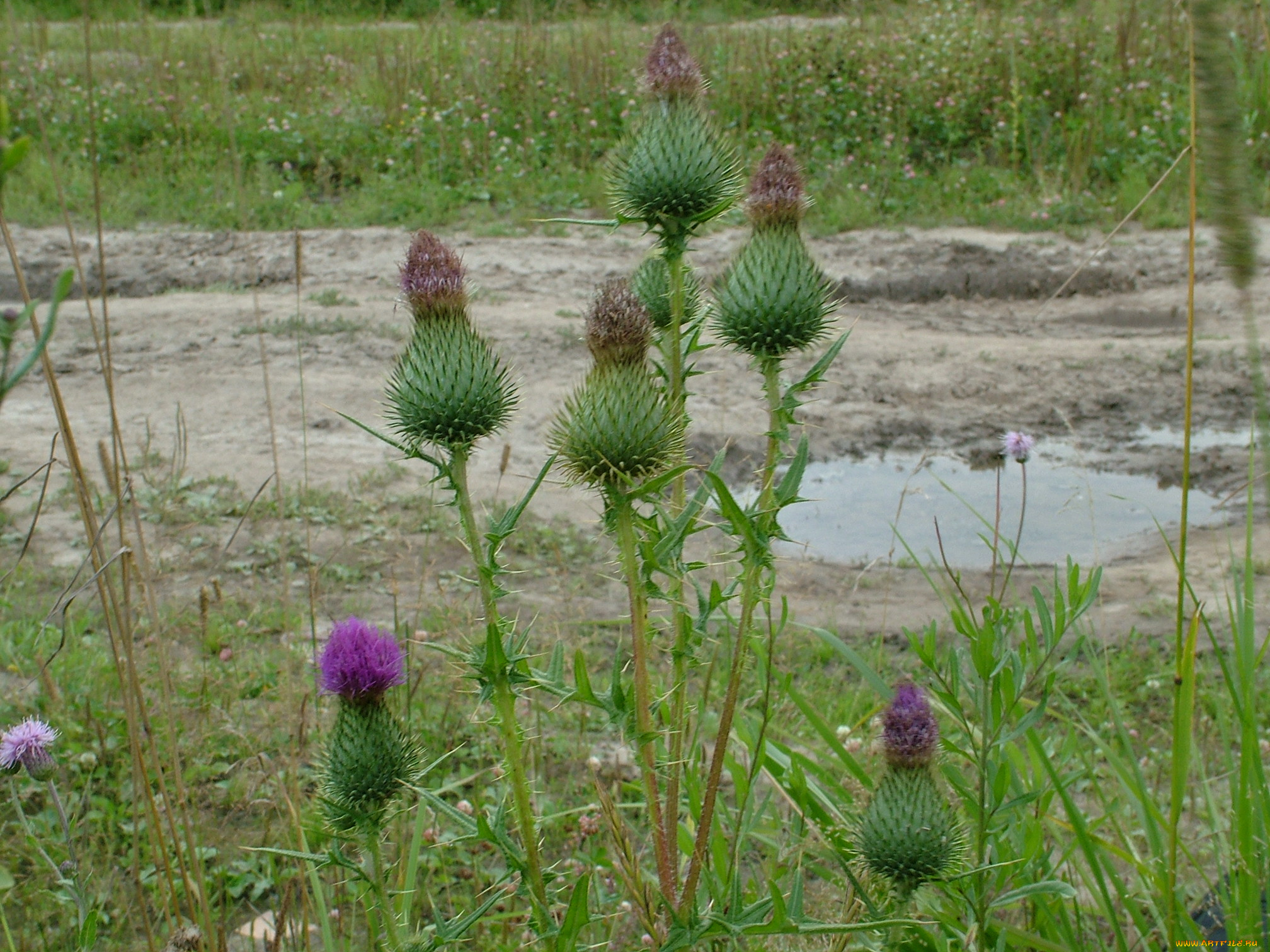 цветы, Чертополох, репейник