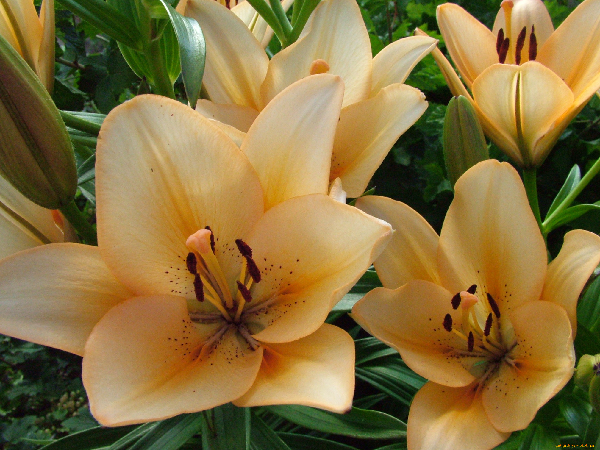 цветы, лилии, лилейники