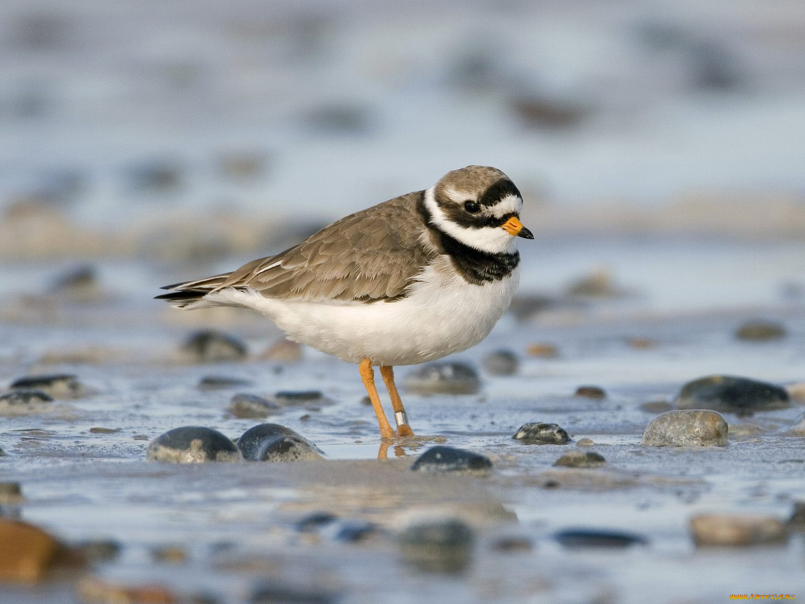 животные, Чайки, бакланы, крачки