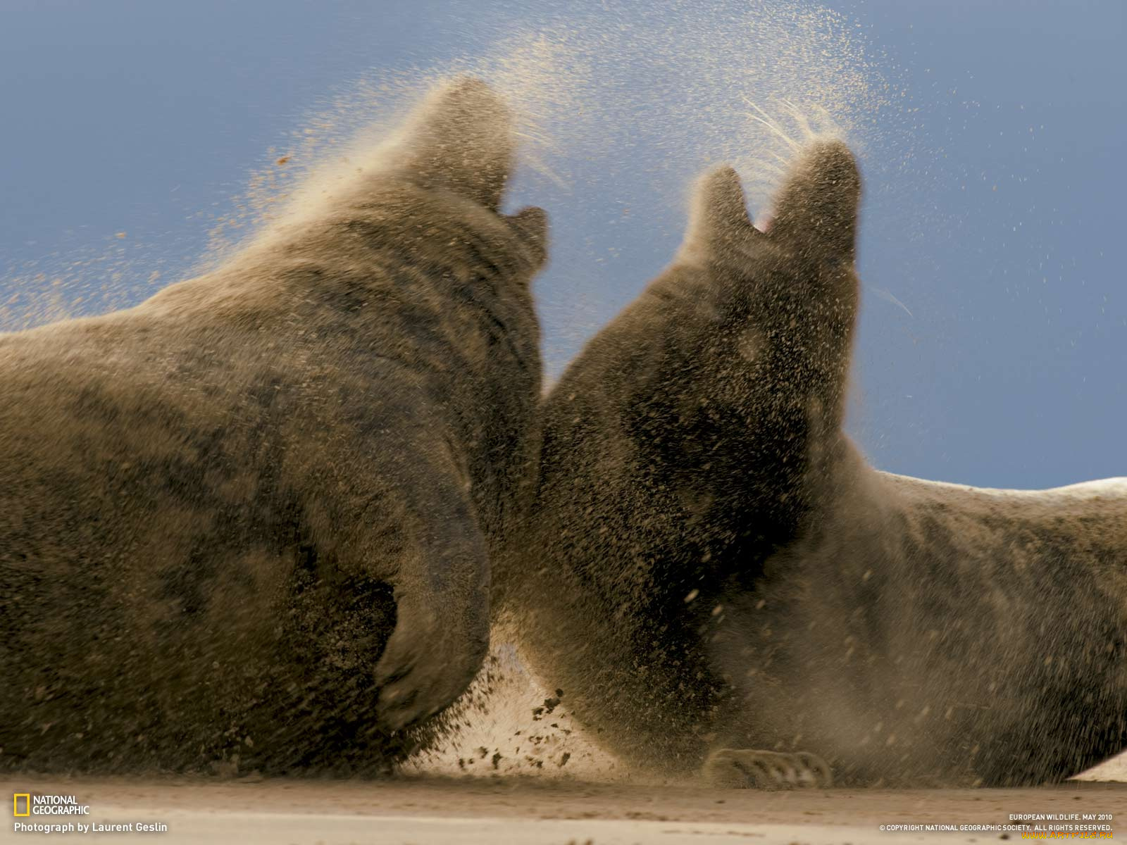 животные, тюлени, морские, львы, котики