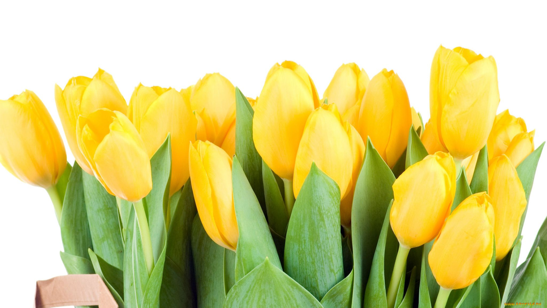 цветы, тюльпаны