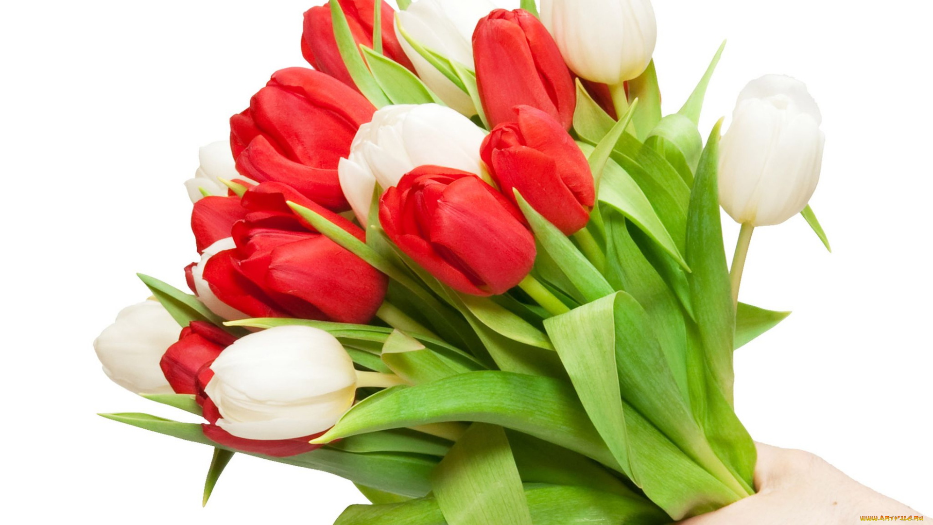 цветы, тюльпаны