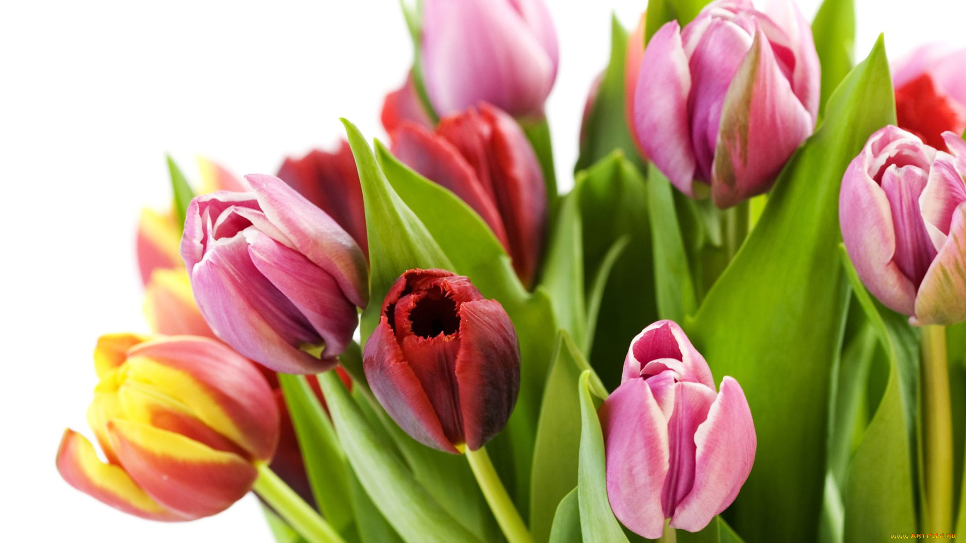 цветы, тюльпаны