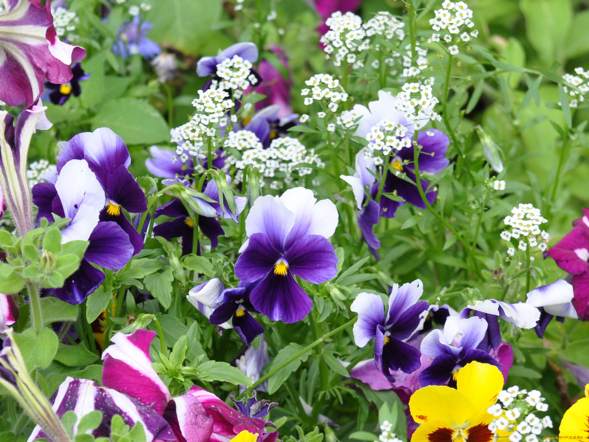 цветы, разные, вместе