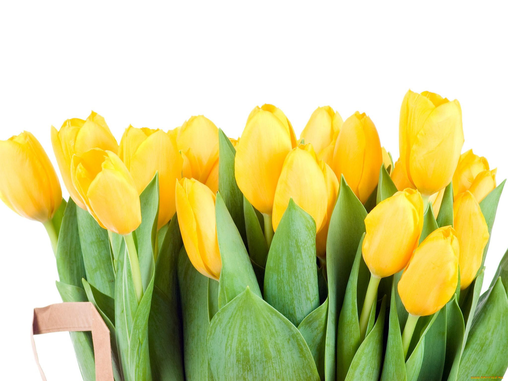 цветы, тюльпаны