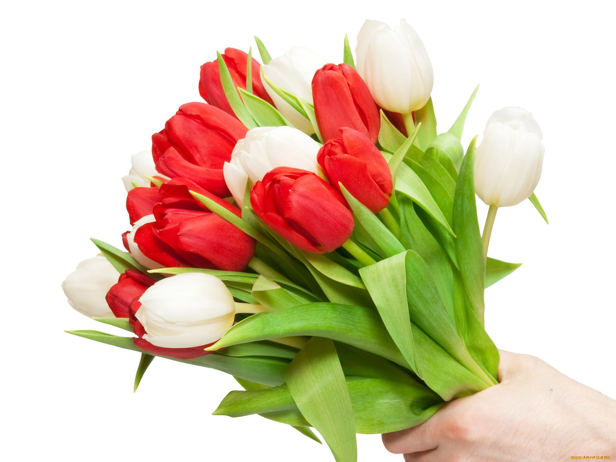 цветы, тюльпаны