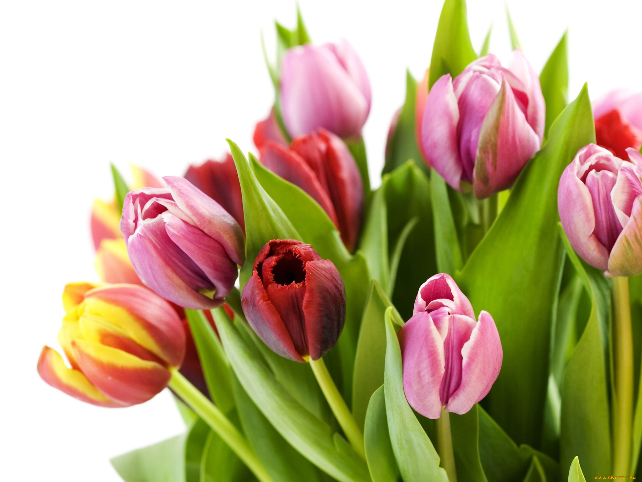 цветы, тюльпаны