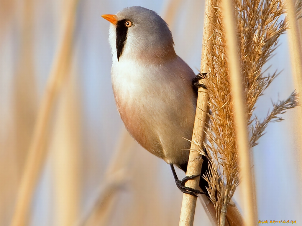 автор, илья, уколов, усатая, синица, животные, синицы, лазоревки