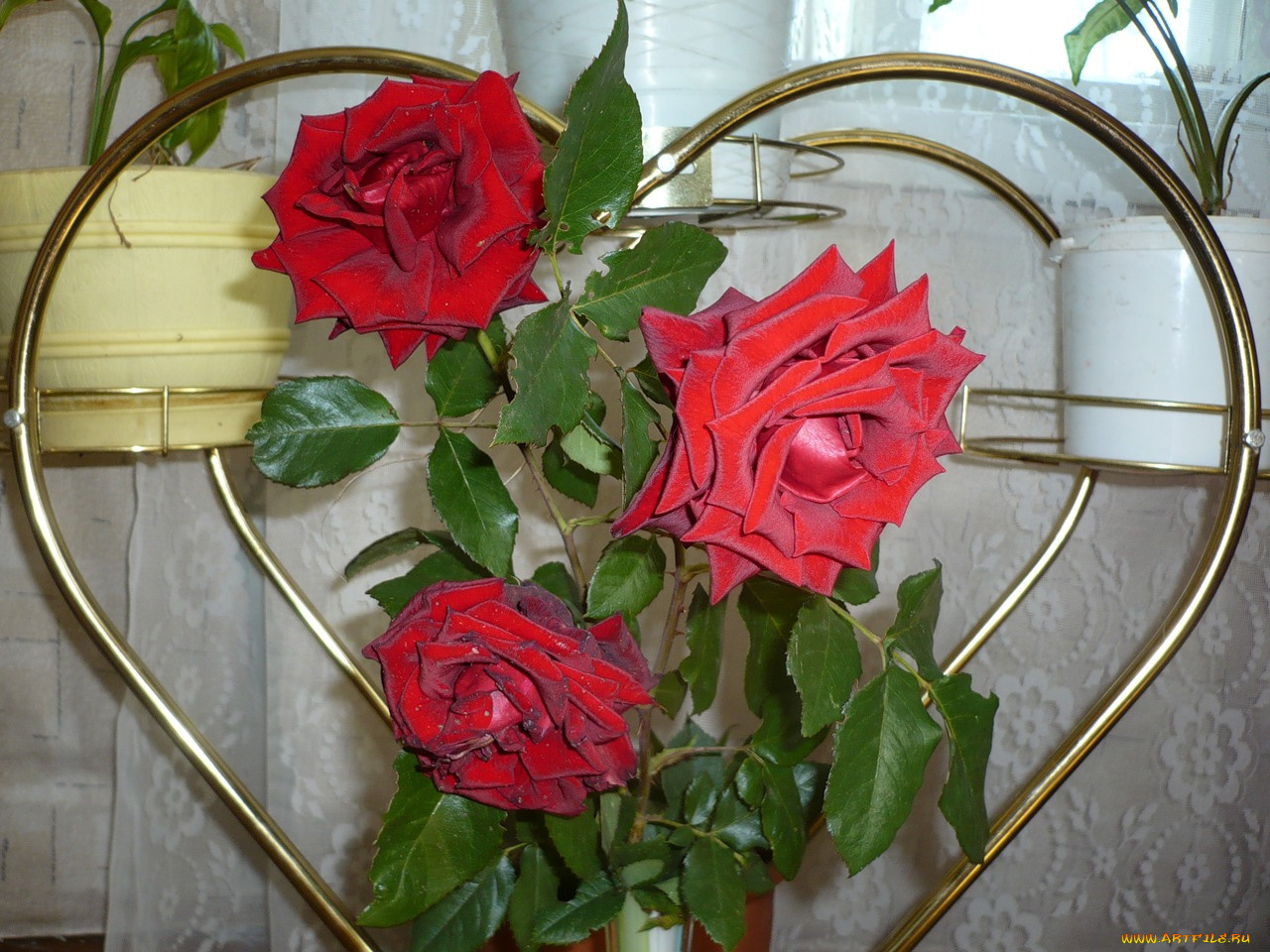 цветы, розы