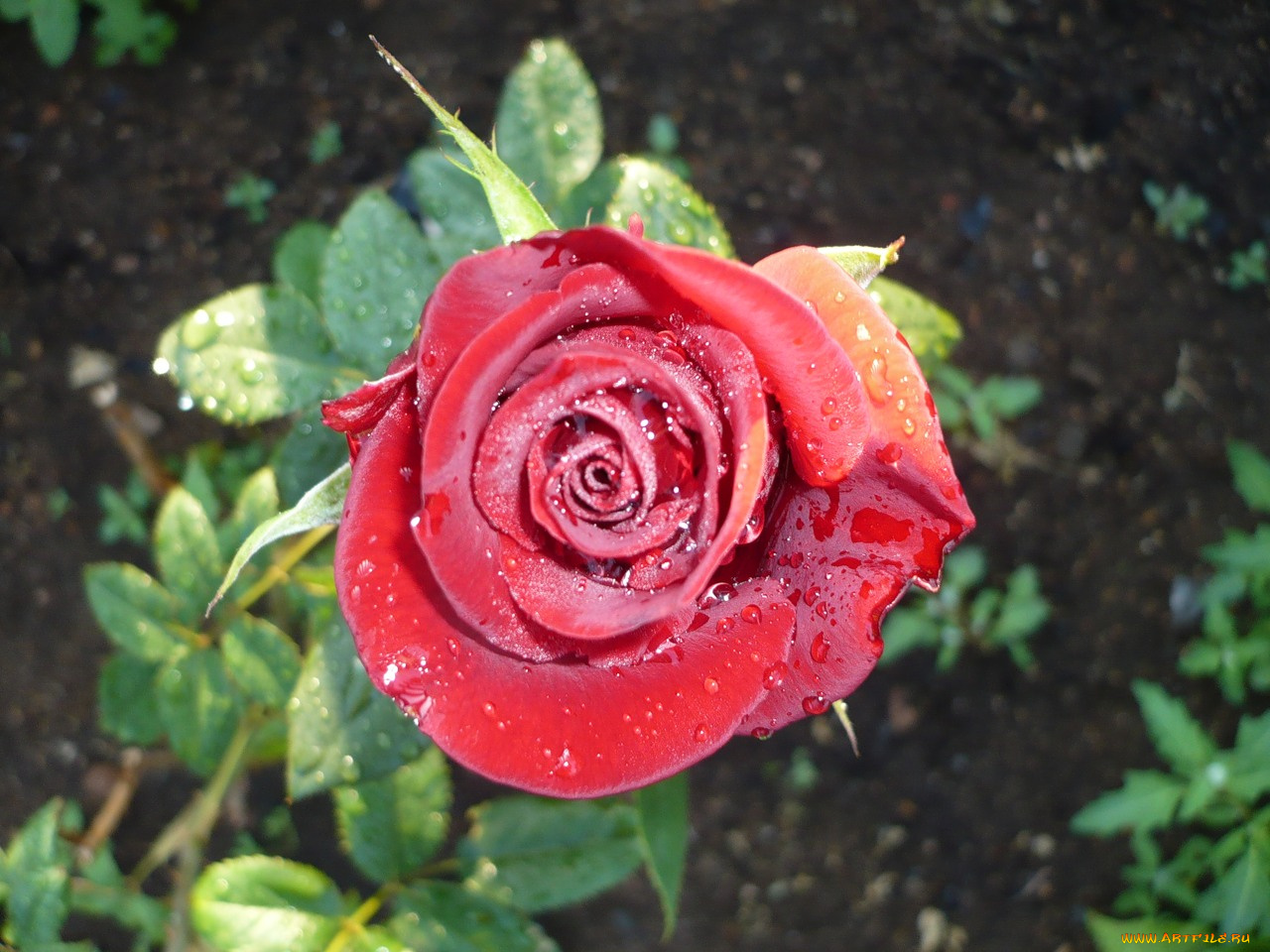 цветы, розы