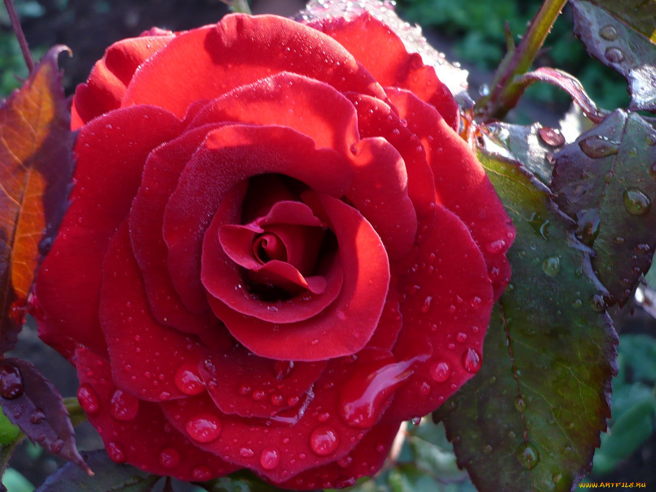 цветы, розы