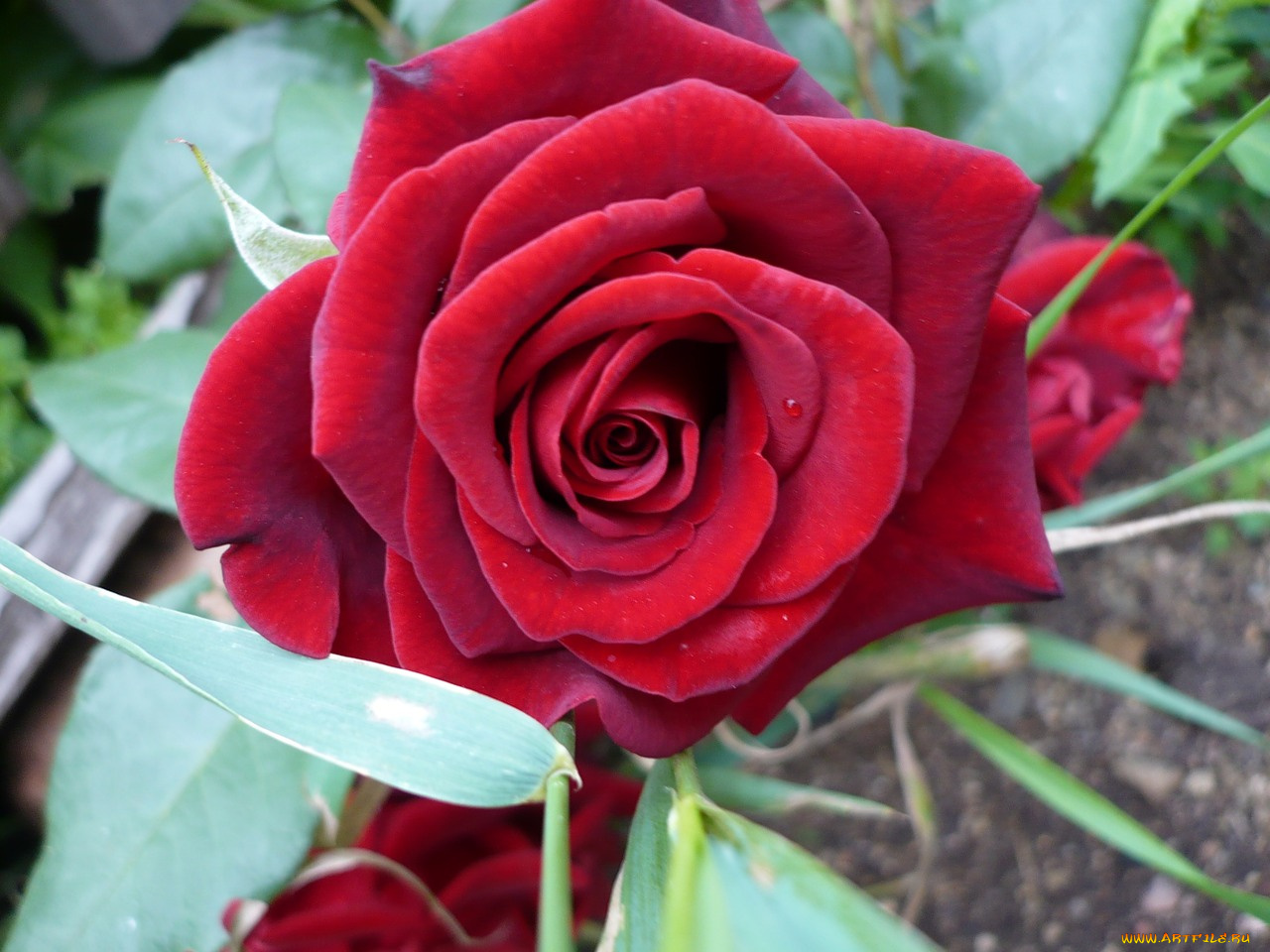 цветы, розы