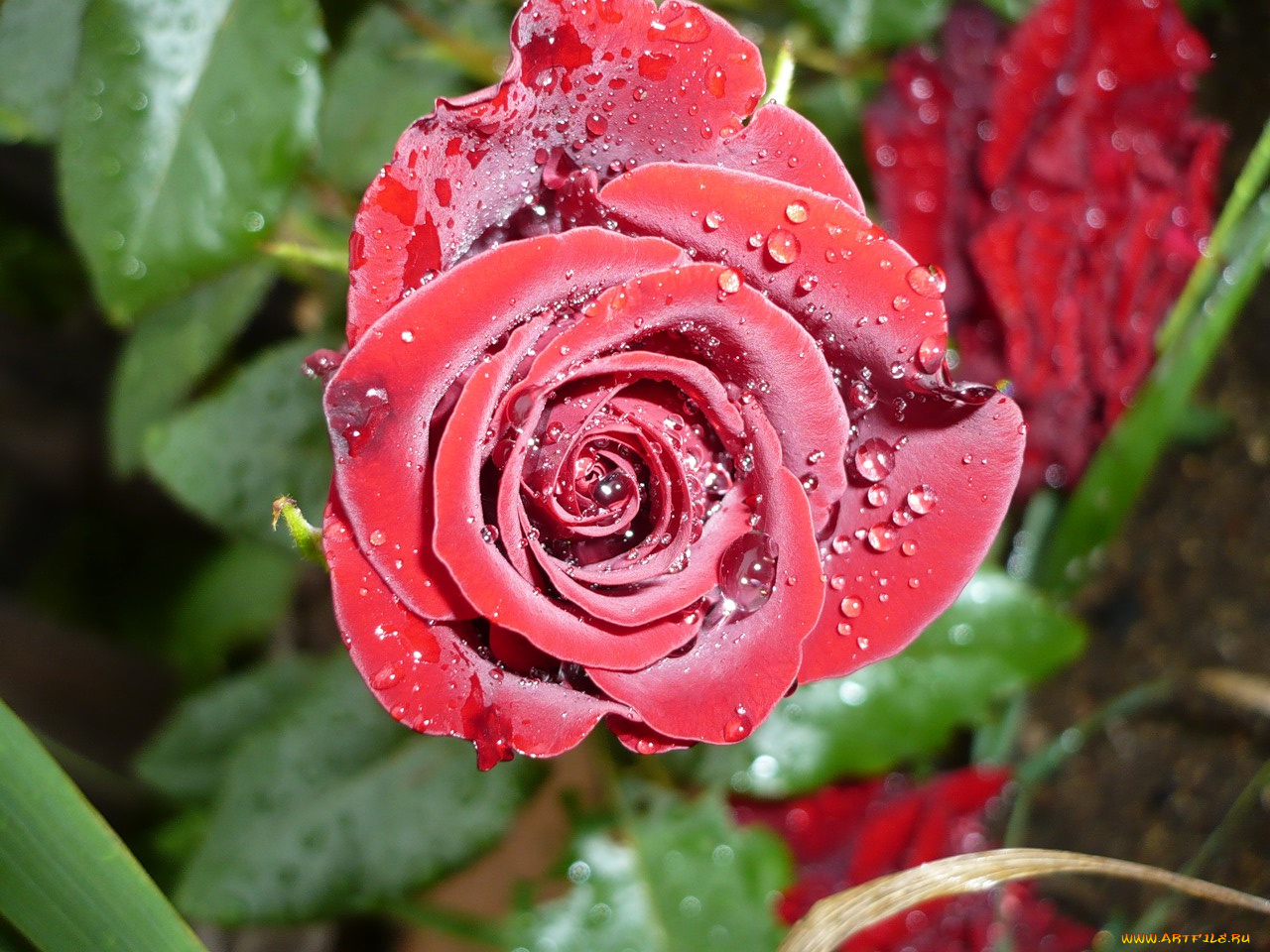 цветы, розы