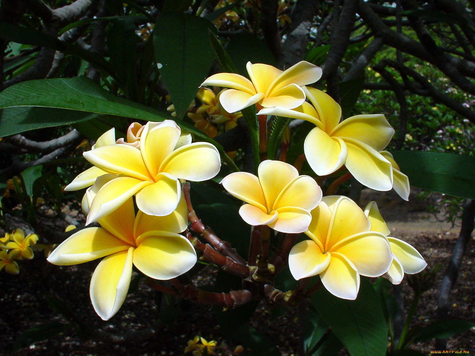 цветы, плюмерия