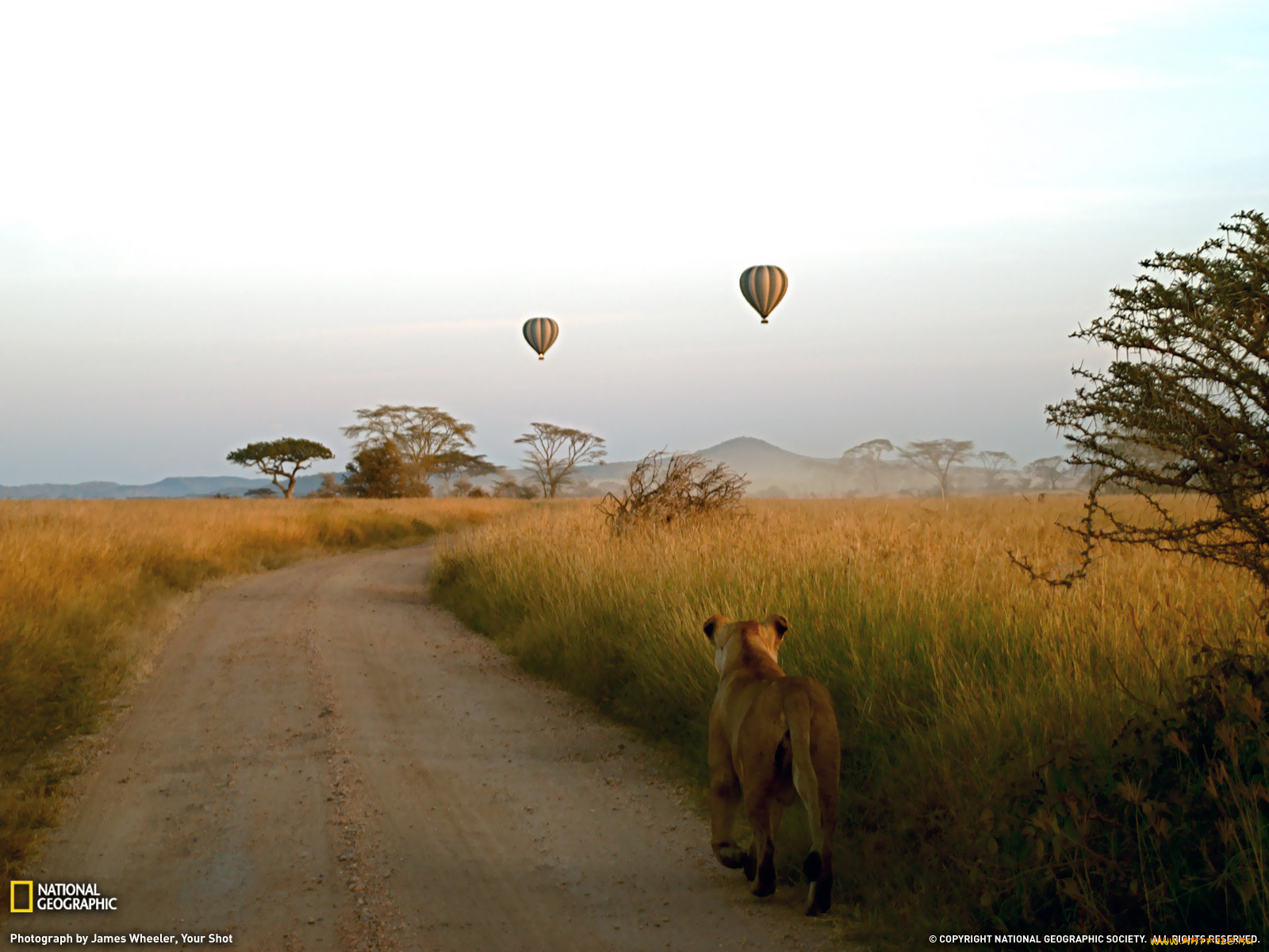 животные, львы, воздушный, шар, дорога, саванна
