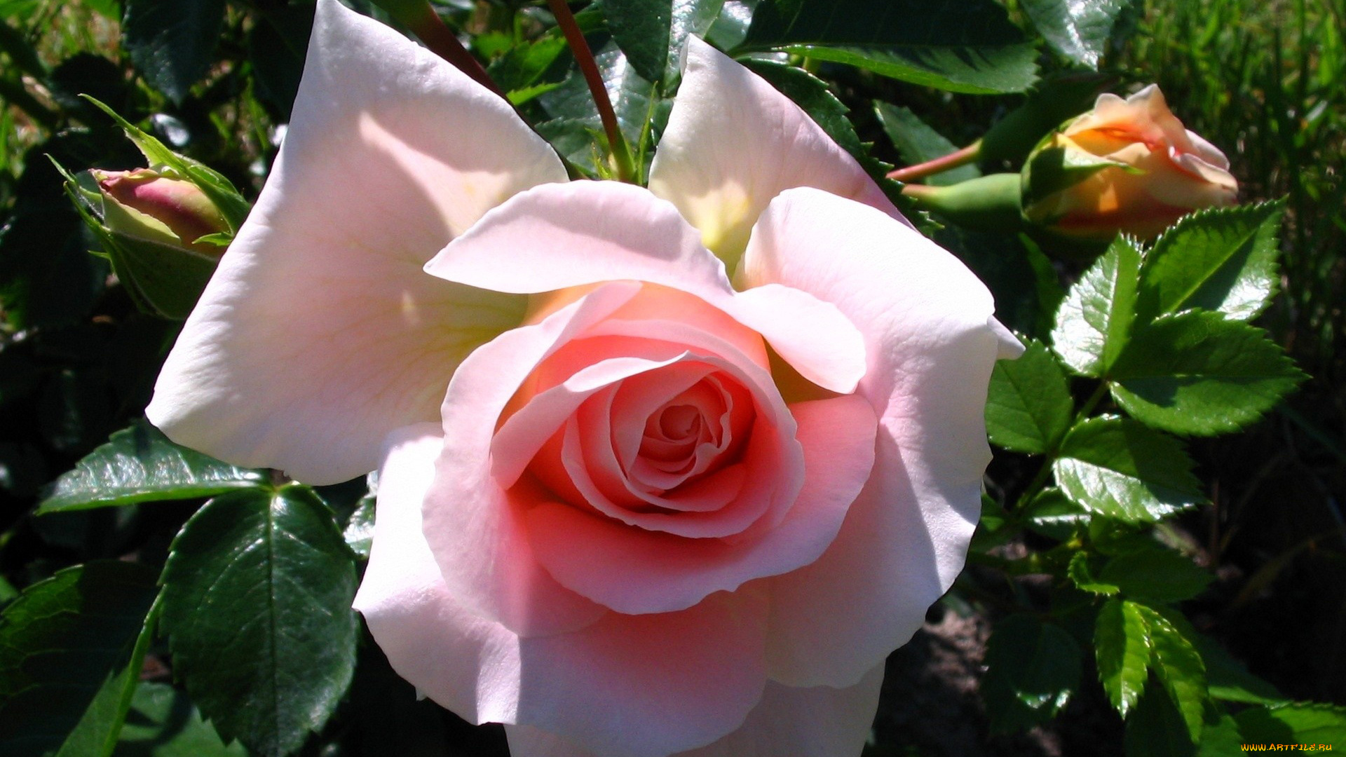 автор, danaka, цветы, розы, кремовый