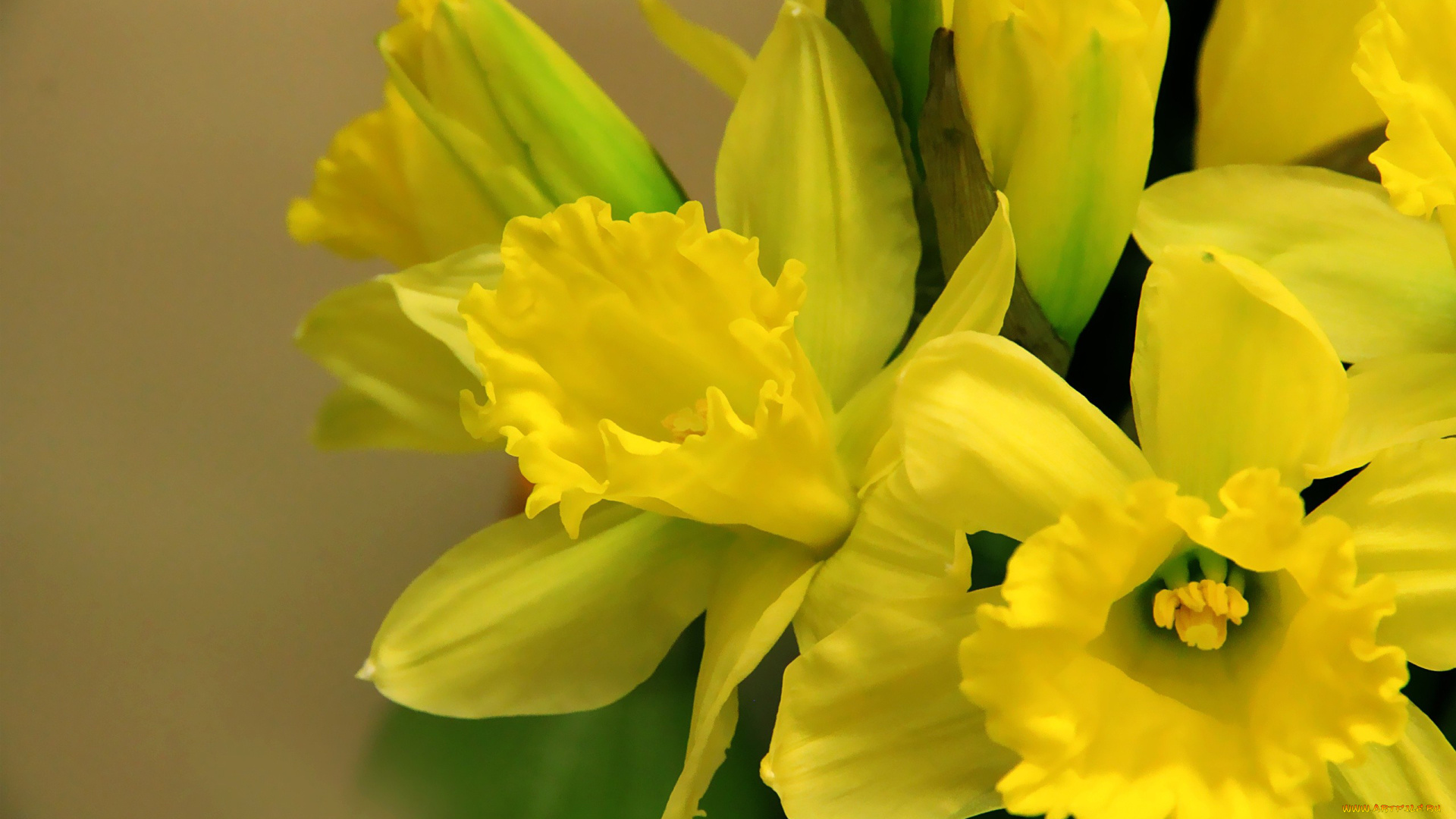 автор, thean, цветы, нарциссы, желтый