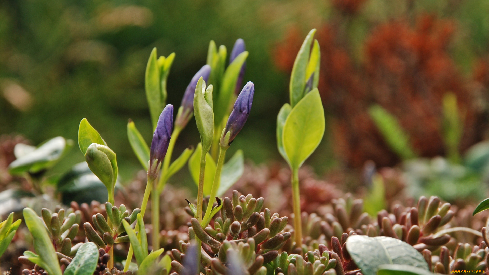 цветы, барвинок, бутоны