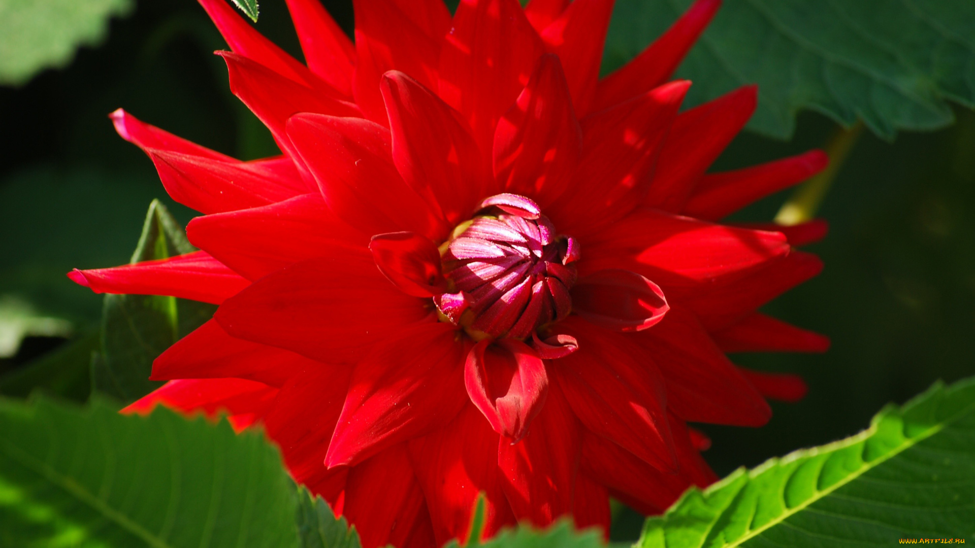 цветы, георгины, красный