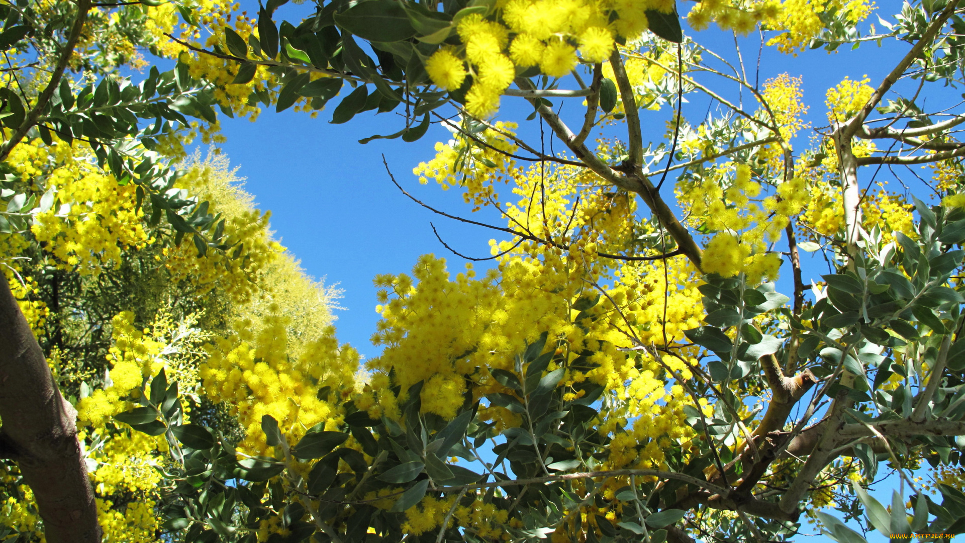 цветы, мимоза