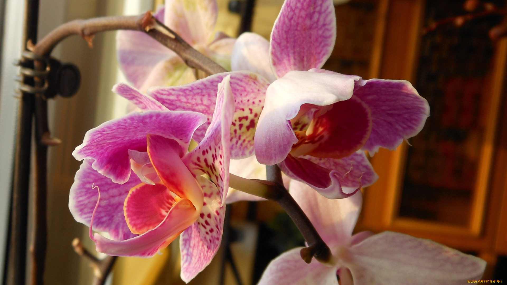 цветы, орхидеи, экзотика